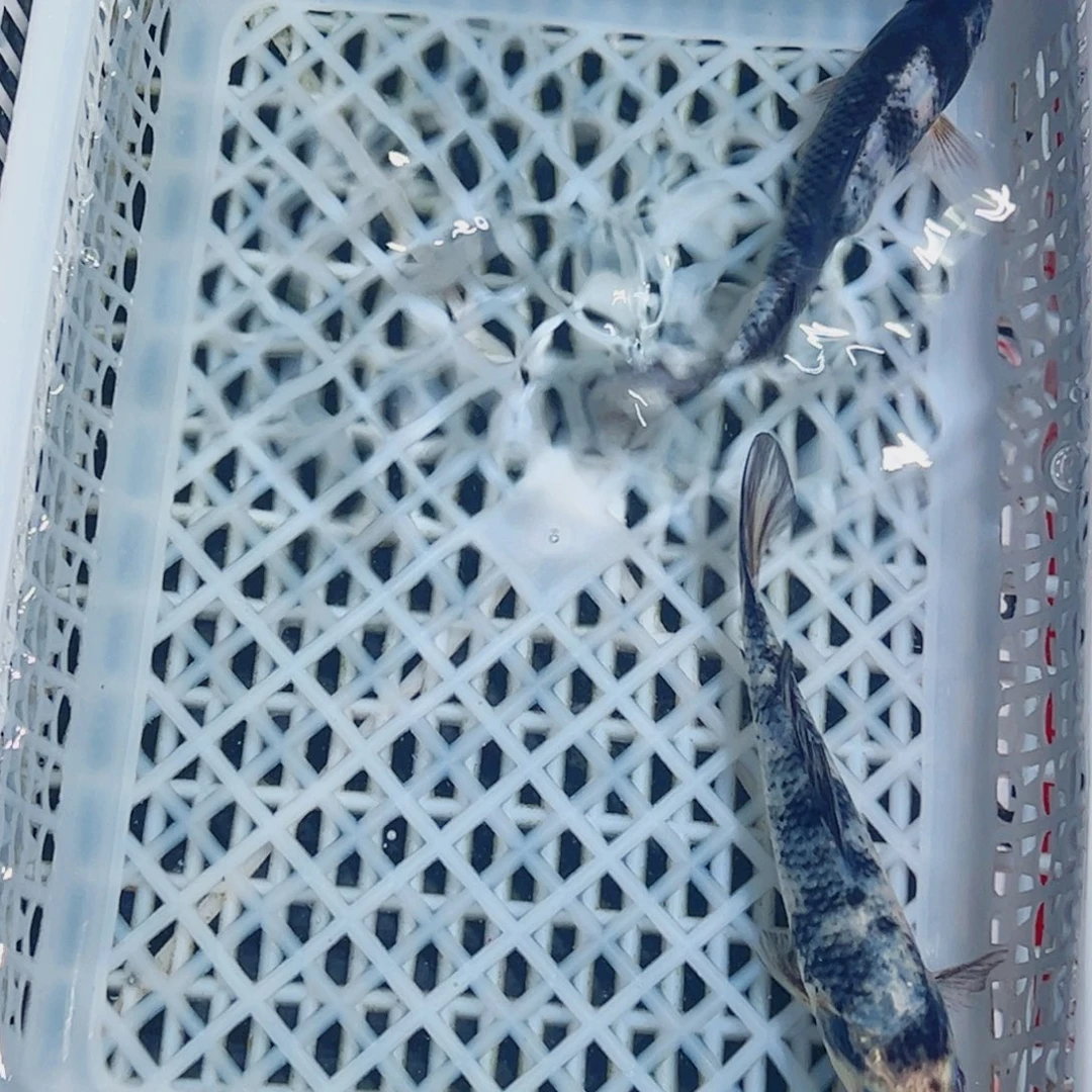 锦鲤锦鲤观赏鱼1111