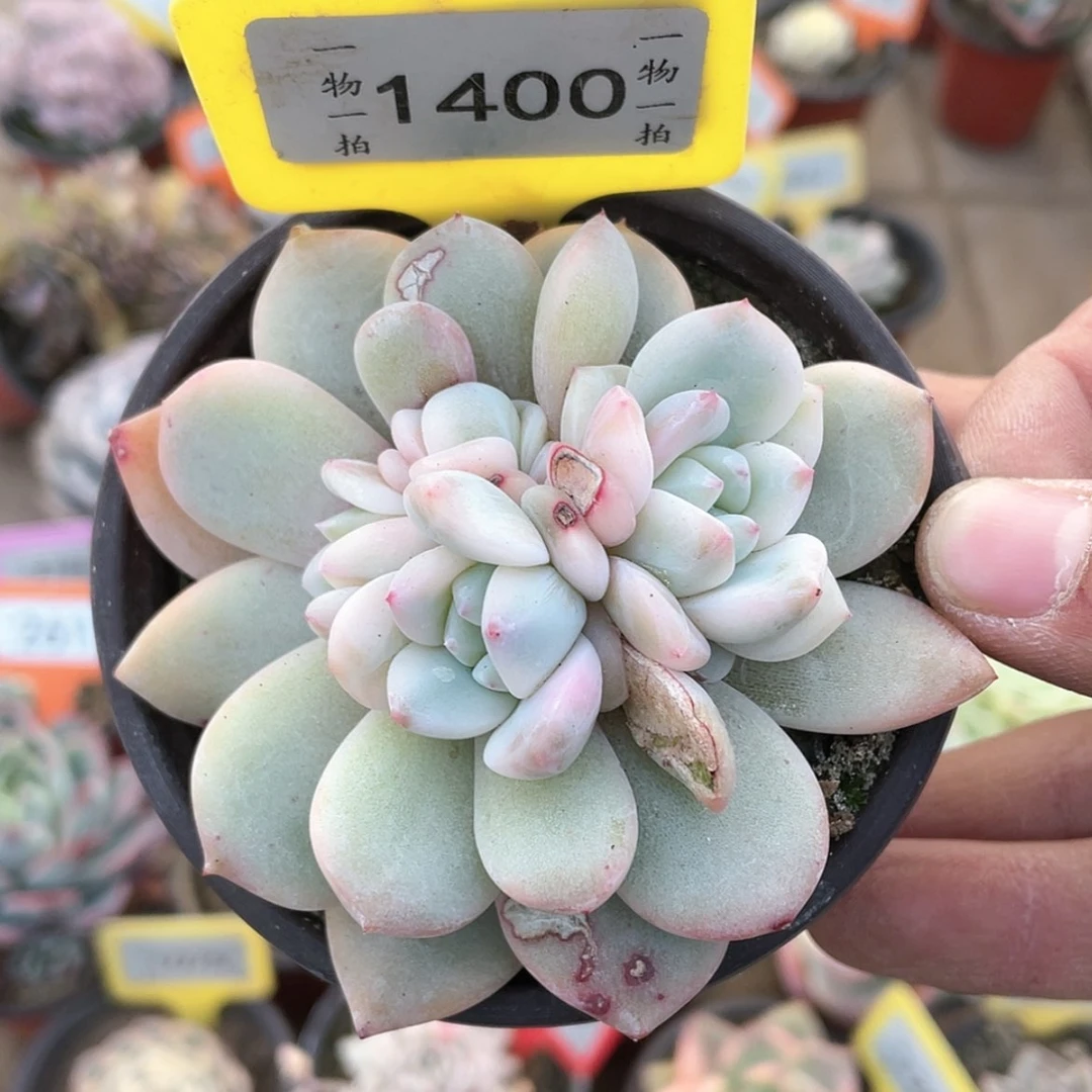 【闪购商品】1400号