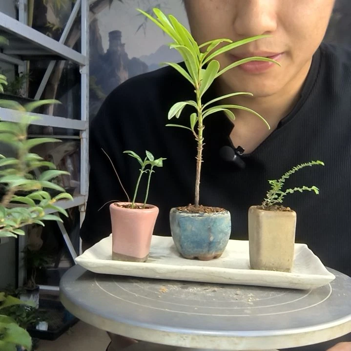 猪***面中青园艺一物一拍59