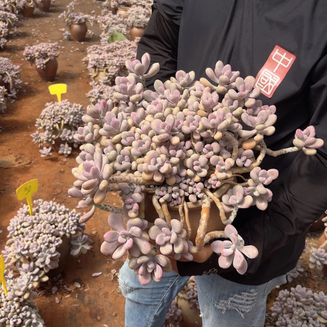 微*:33号老庄多肉植物