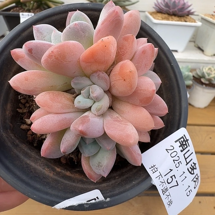 四头香芋11111115-157