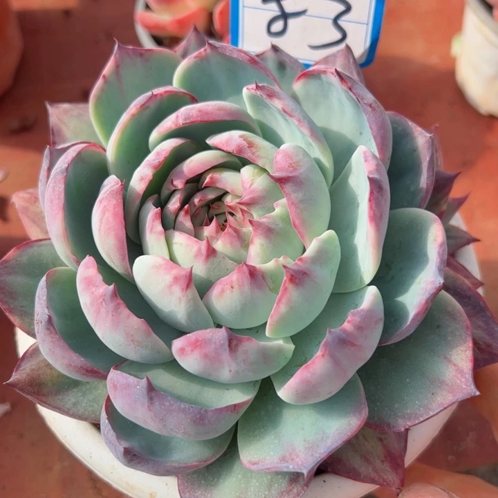 完全开放84惊鸿平平安安健健康康