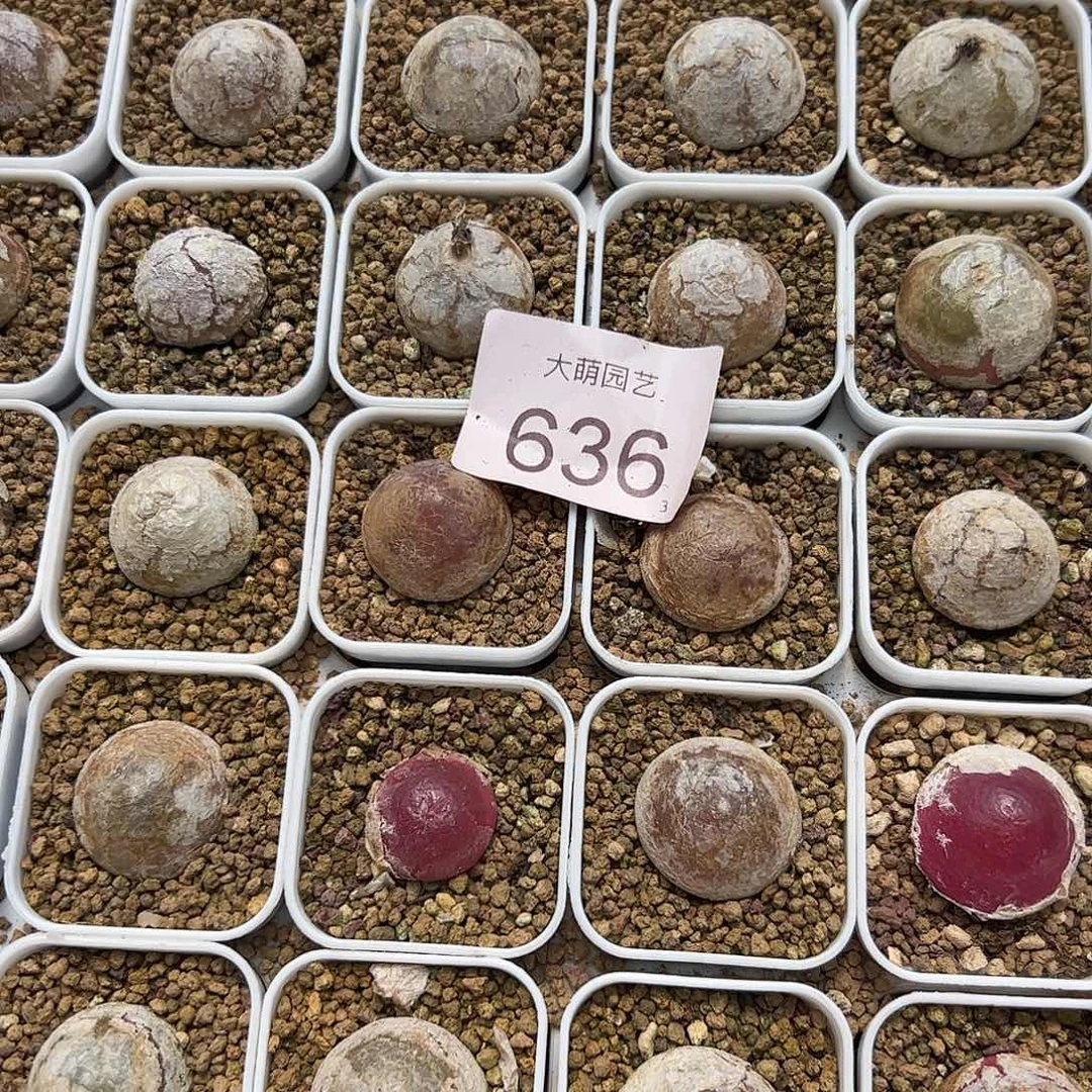 0000636量拍大灯泡1颗尺寸不低于2.0脱土发