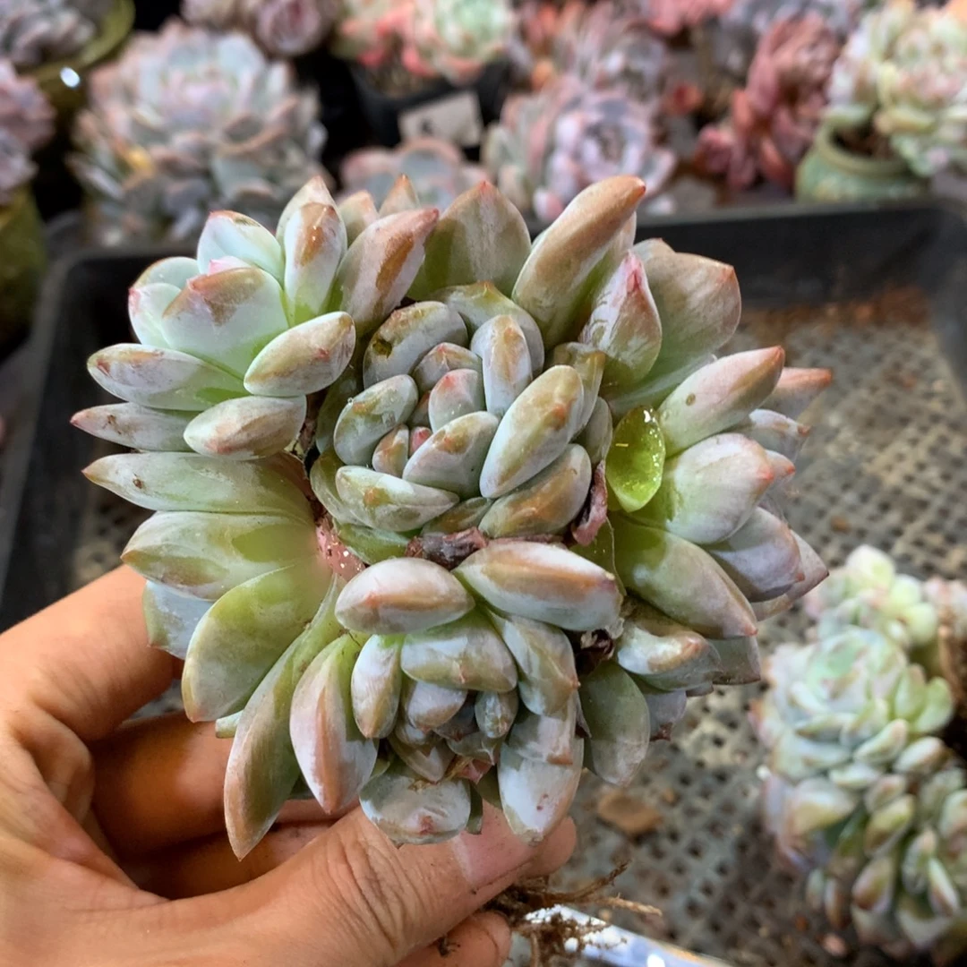 十三头哈哈哈哈哈哈哈哈哈