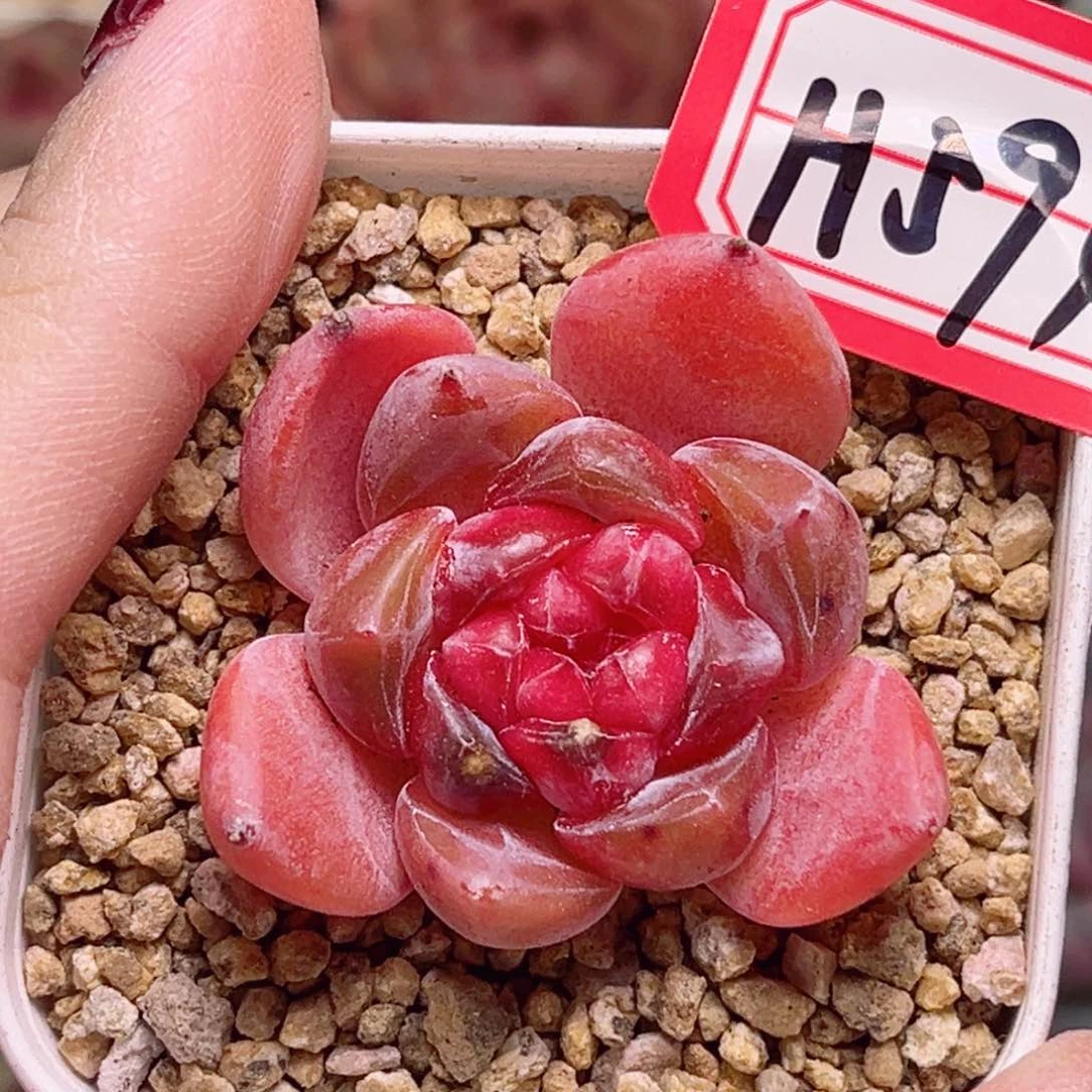 H594一物一拍 妖珍