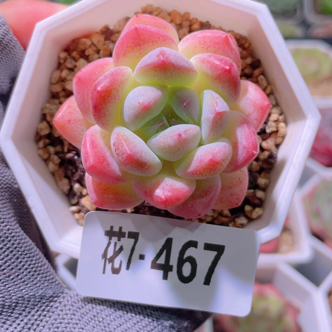 花利美7-467刚毅