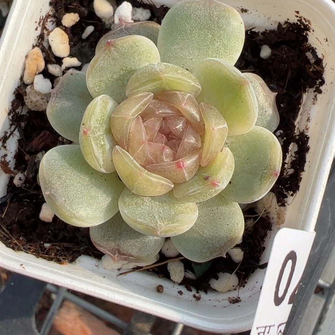 小卡拉米糖心一物一拍30-70