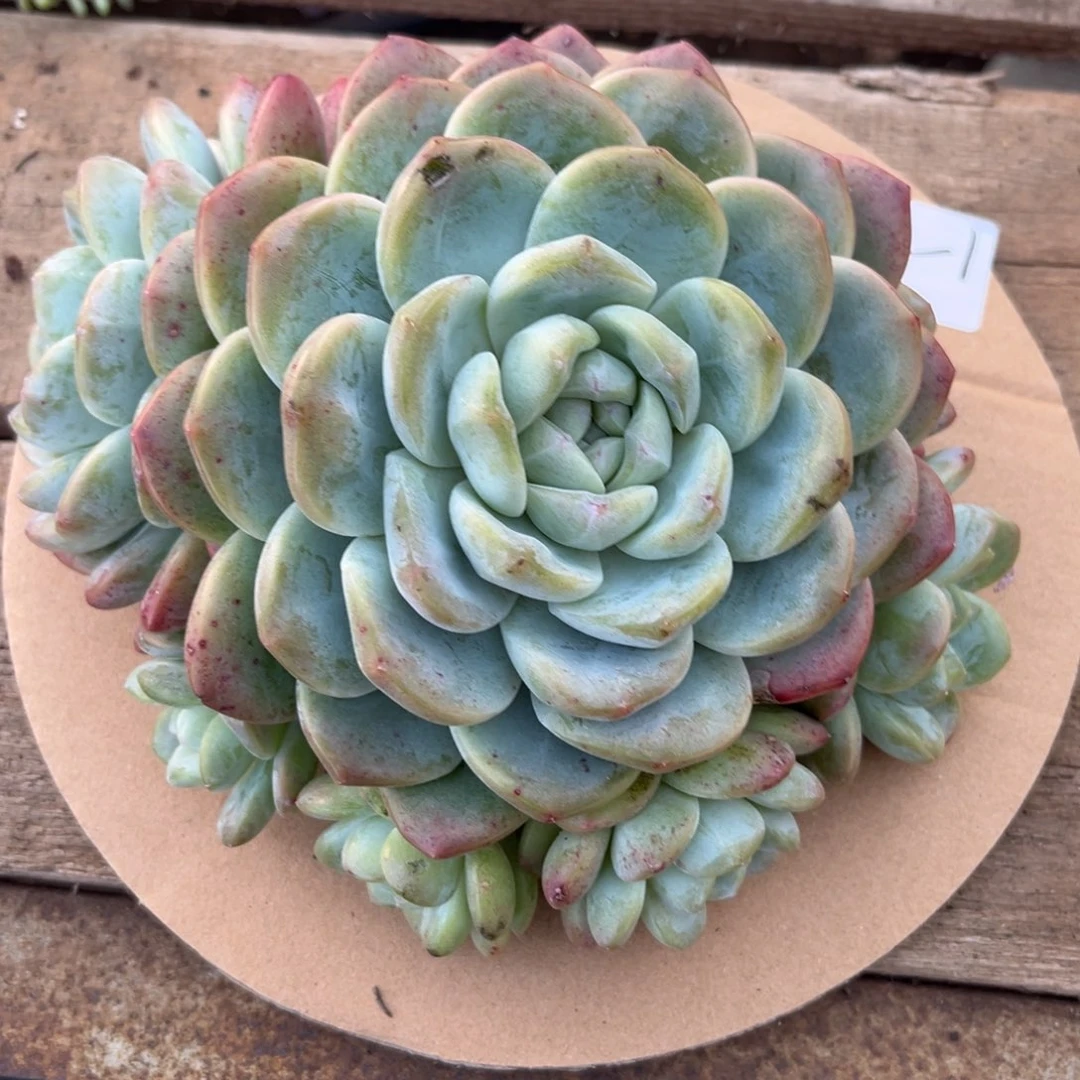 1-43            不售后