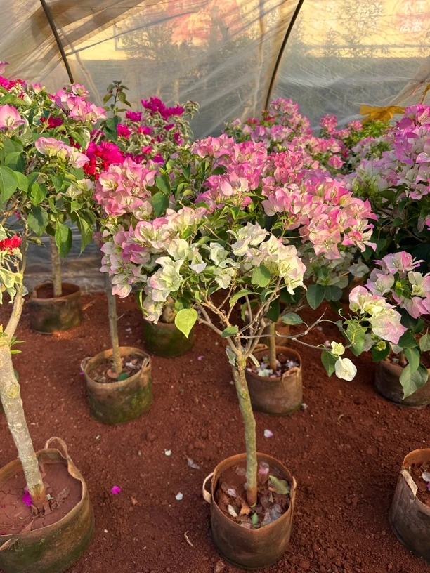 口红绿樱三角梅勤花棒棒糖花卉盆栽庭院阳台开花植物(嫁接2年)