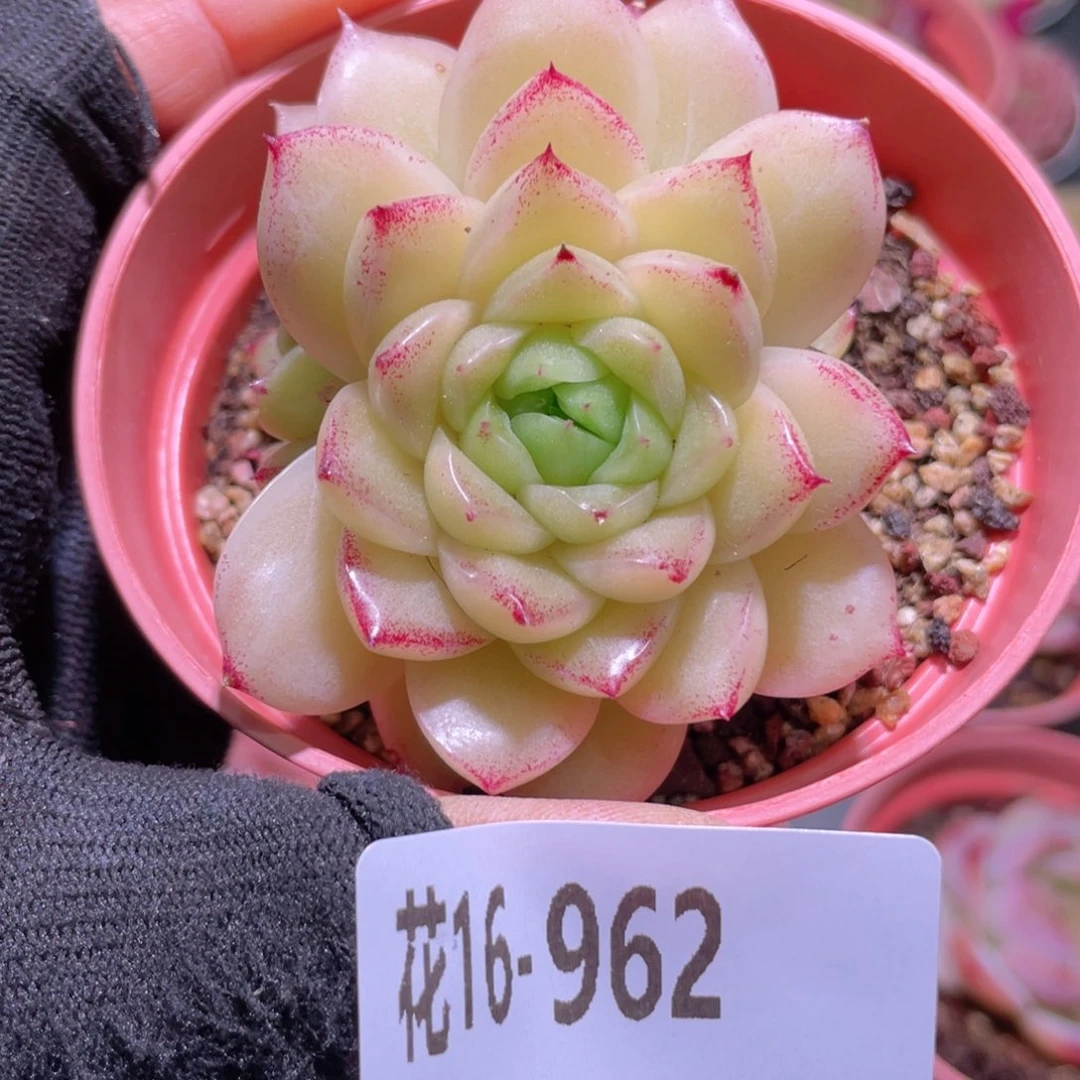 花利美16-962麦秆