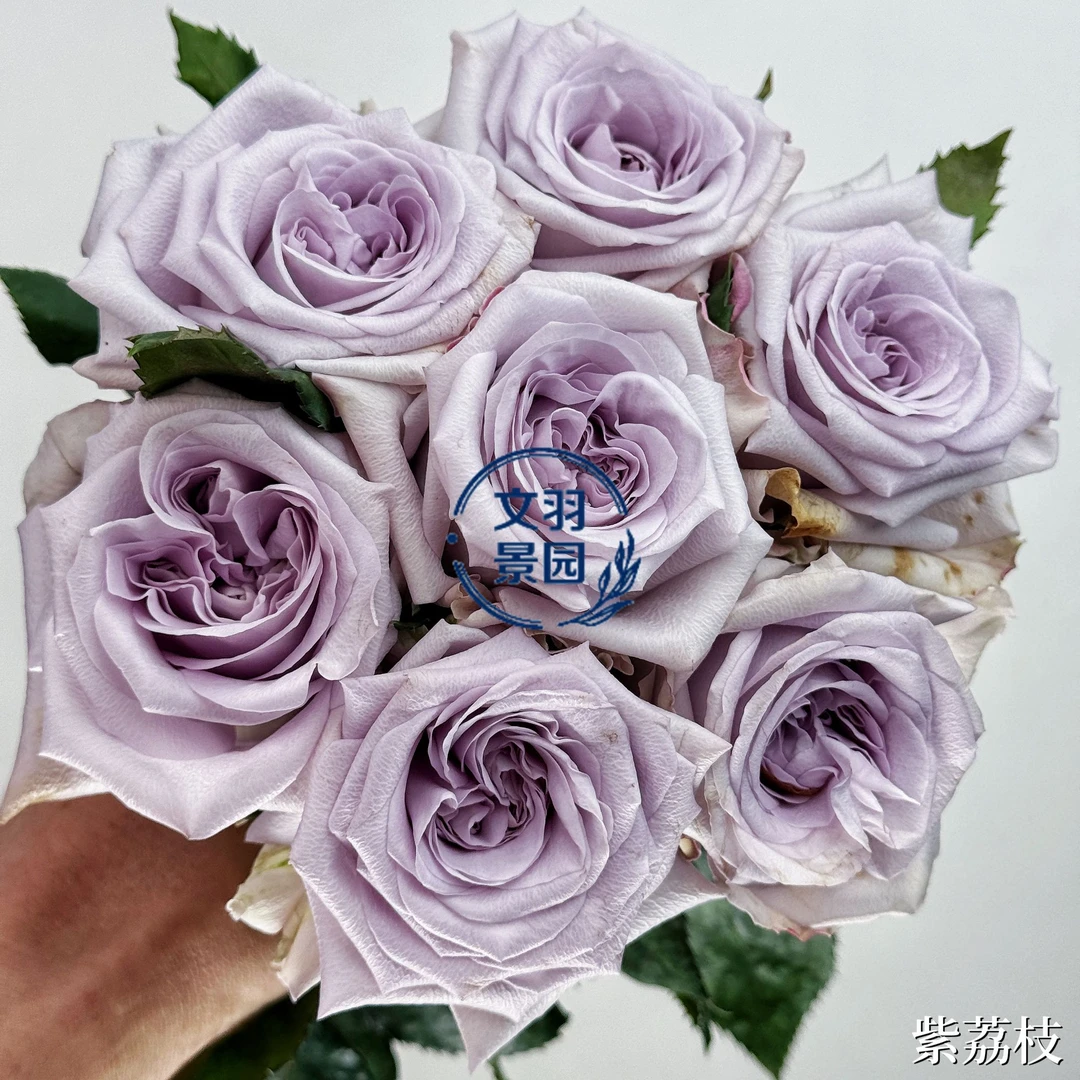 文羽景园【紫荔枝】切花月季多季节重复开花