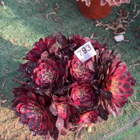 793烟花朵朵多肉，