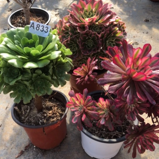 法师多肉植物雨**雪法师833