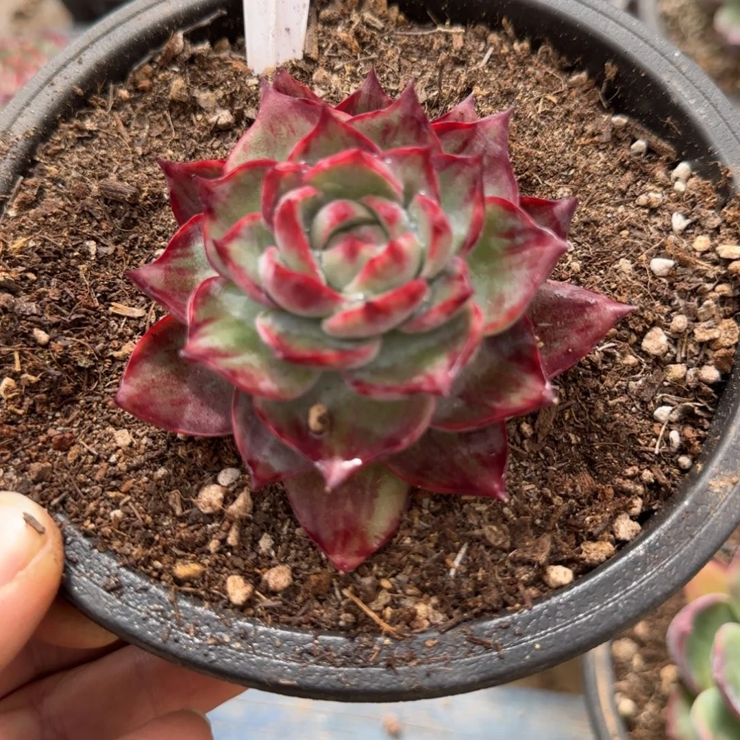 惊鸿一物一拍包装收缩花旱325