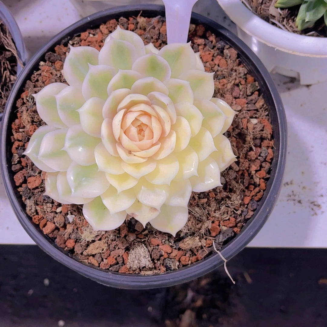 ****苗0000000000000000152