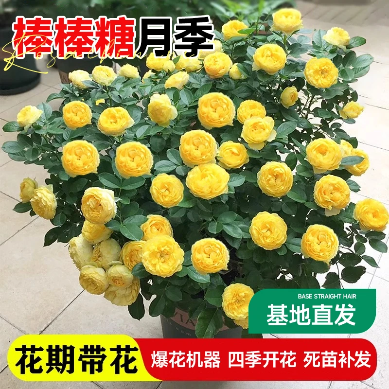 【2加仑80cm】棒棒糖阳台月季黄色月季花大盆栽阳台庭院四季黄玫瑰