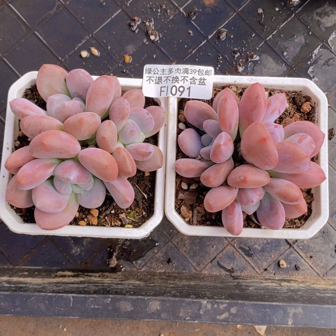 奥普2棵1091多肉植物