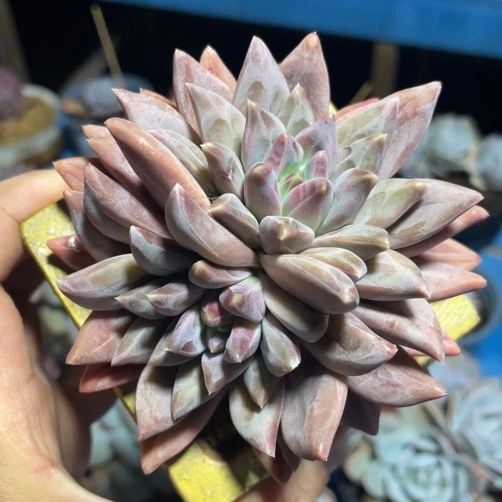 幻樱美人全状态啊啊啊