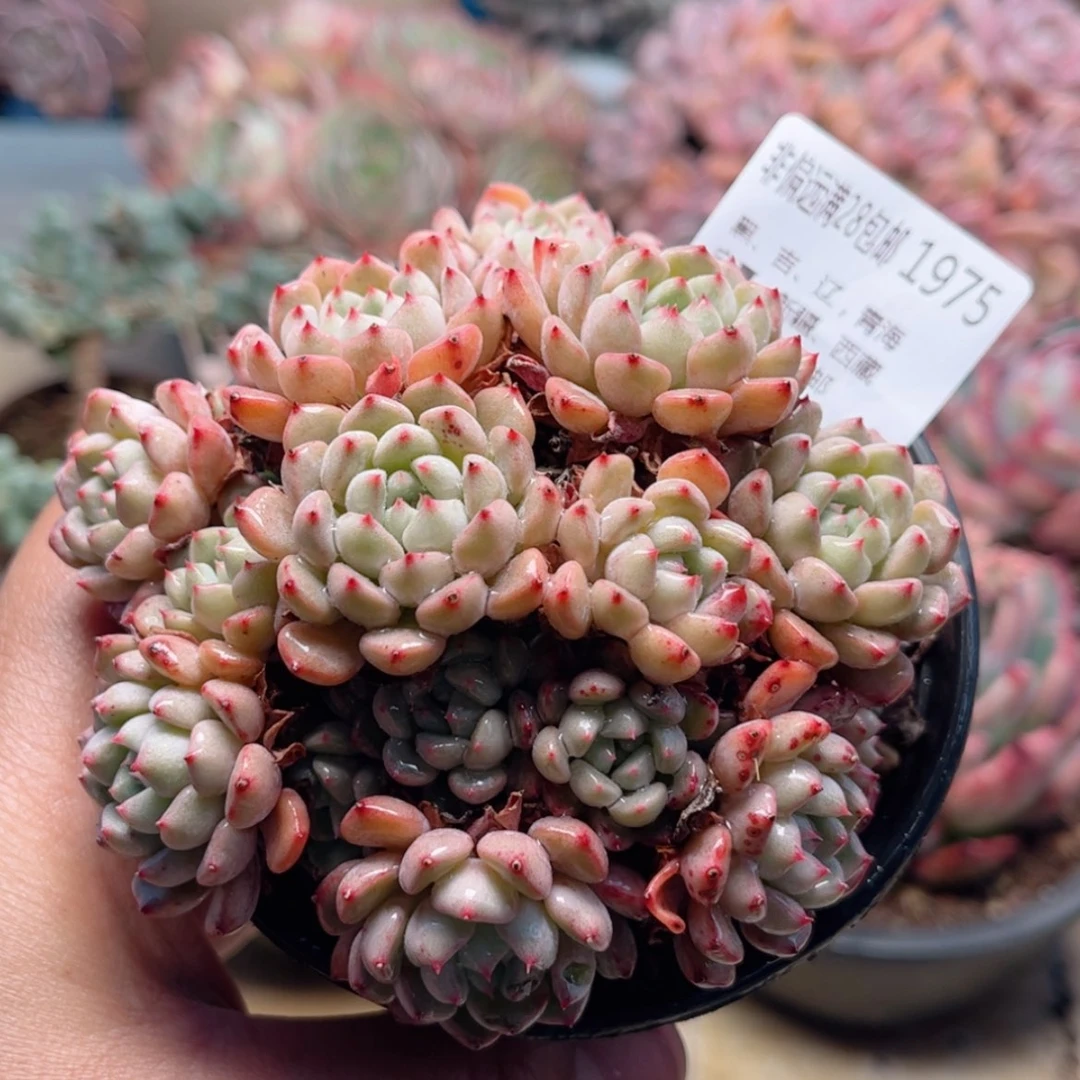 【闪购商品】1975可爱泡泡