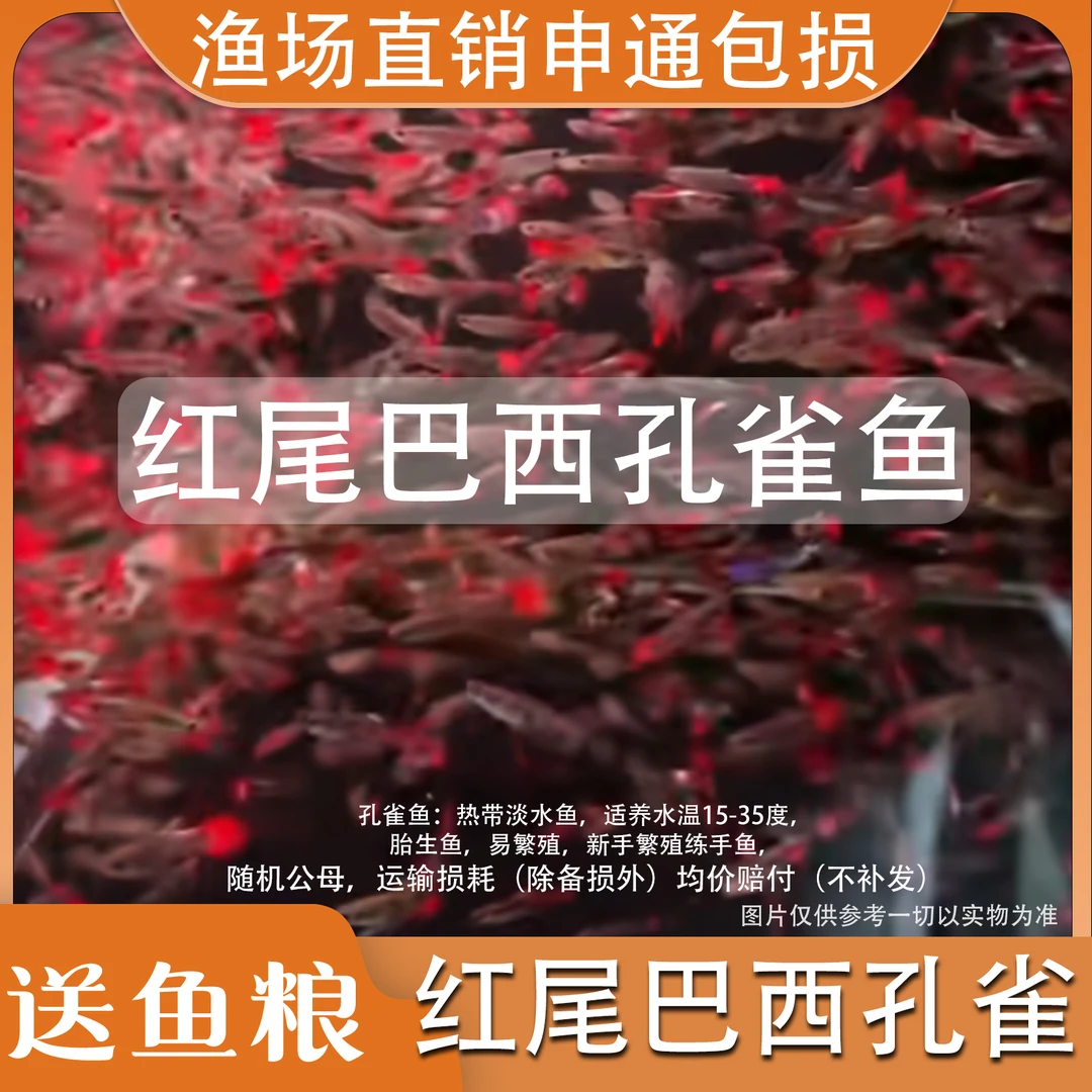 红尾巴西胎生孔雀鱼褶扇大背孕母级小型观赏孔雀鱼热带鱼折扇鱼