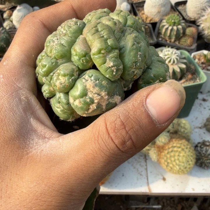 悟空兜坠化仙人球