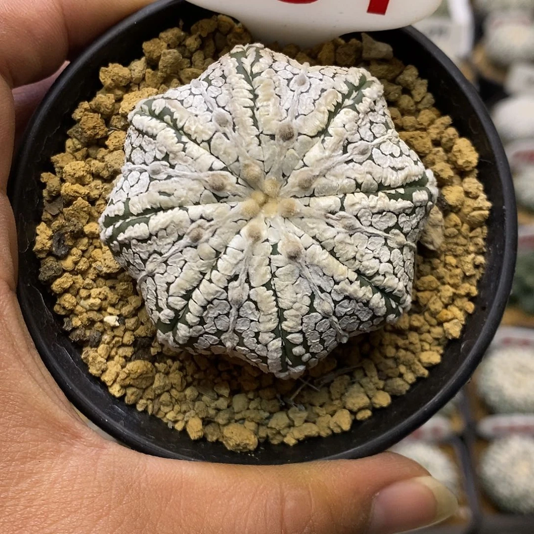 351福利特价啦来看看