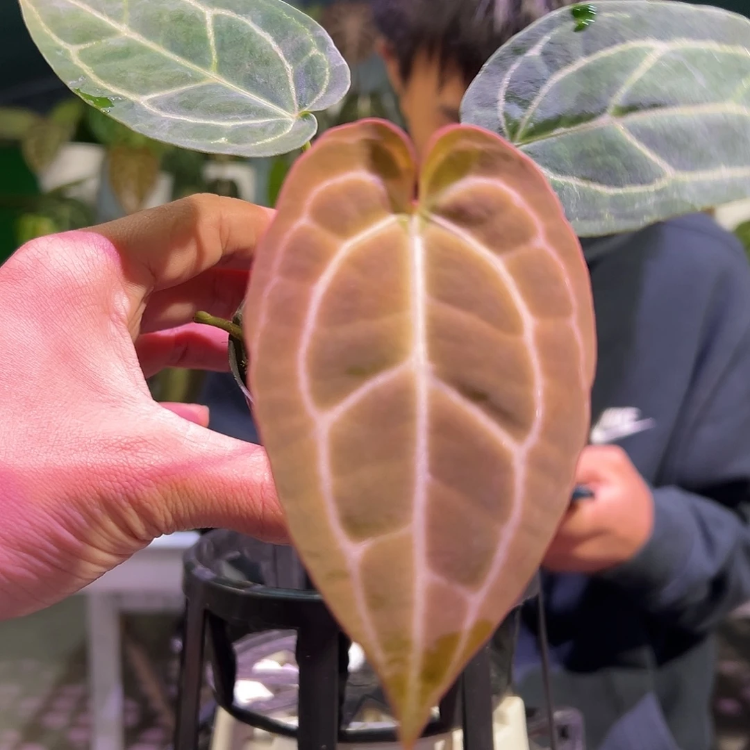 完全开放龟甲水晶