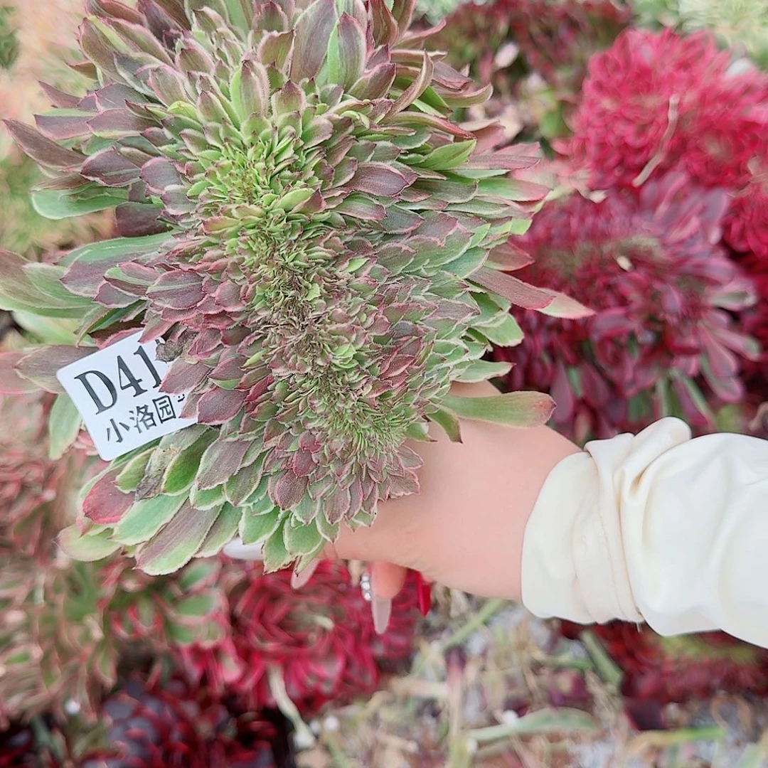 415 无根缀化不包侧枝