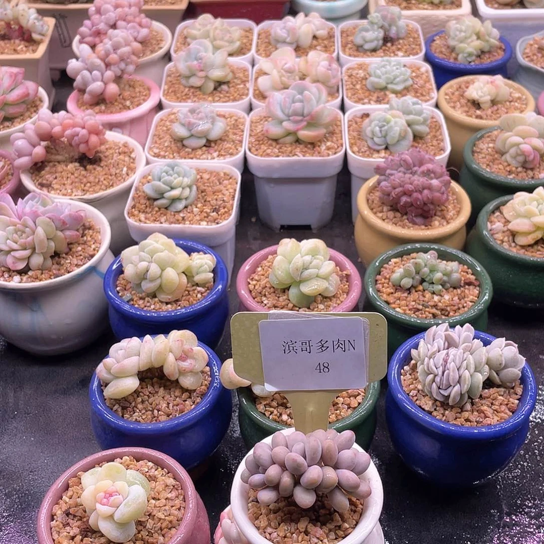 滨哥多肉N48桃蛋朵朵缀带板子