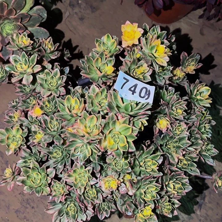 740甜茶多肉植物处理不售后