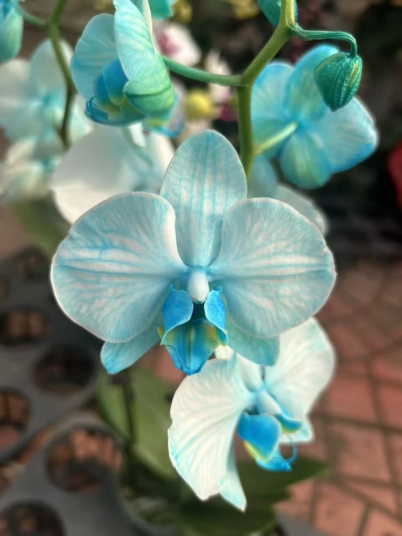 农掌柜   蝴蝶兰（吸色款）到手两颗