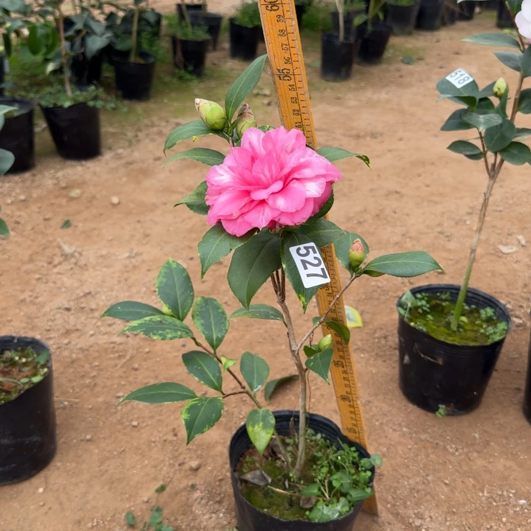 少量花朵（建议范围：2朵-5朵 或40%以下）527斑林修