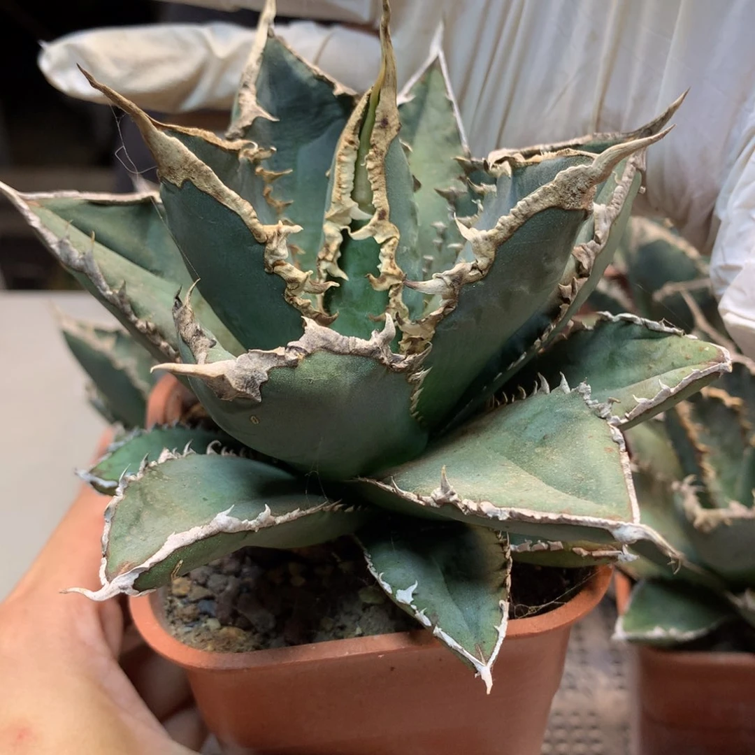 狼人 龙舌兰  叶展10公分起发