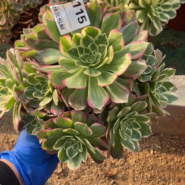 多肉水蜜桃法师115