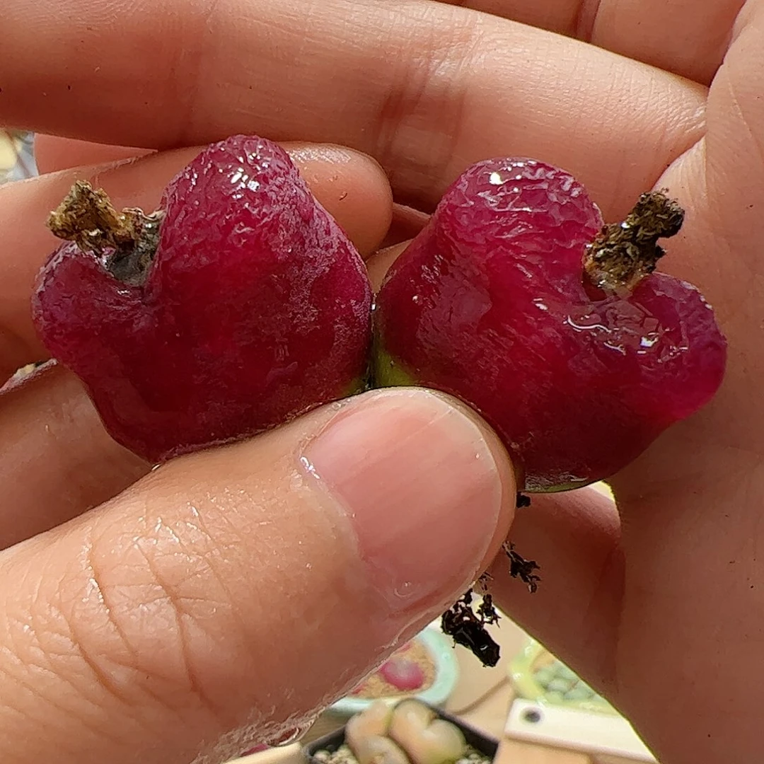 【闪购商品】348 车厘子