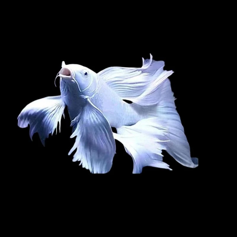 23-25短身白色蝴蝶鲤鱼包邮