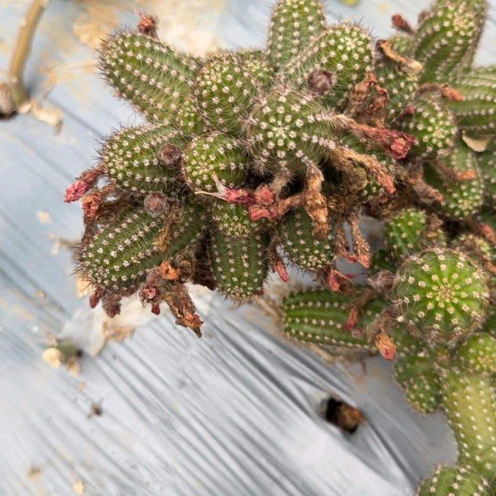 义****)白檀仙人掌279群生976