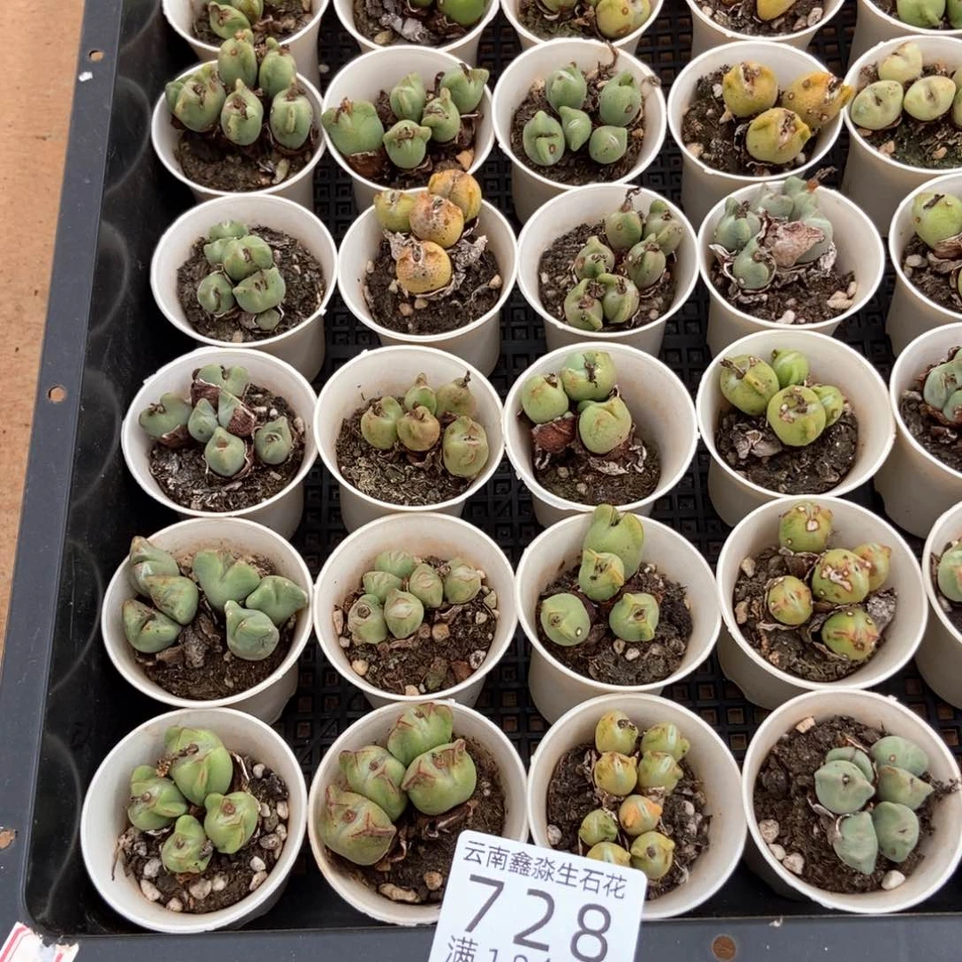 728特价2盒少将群量拍