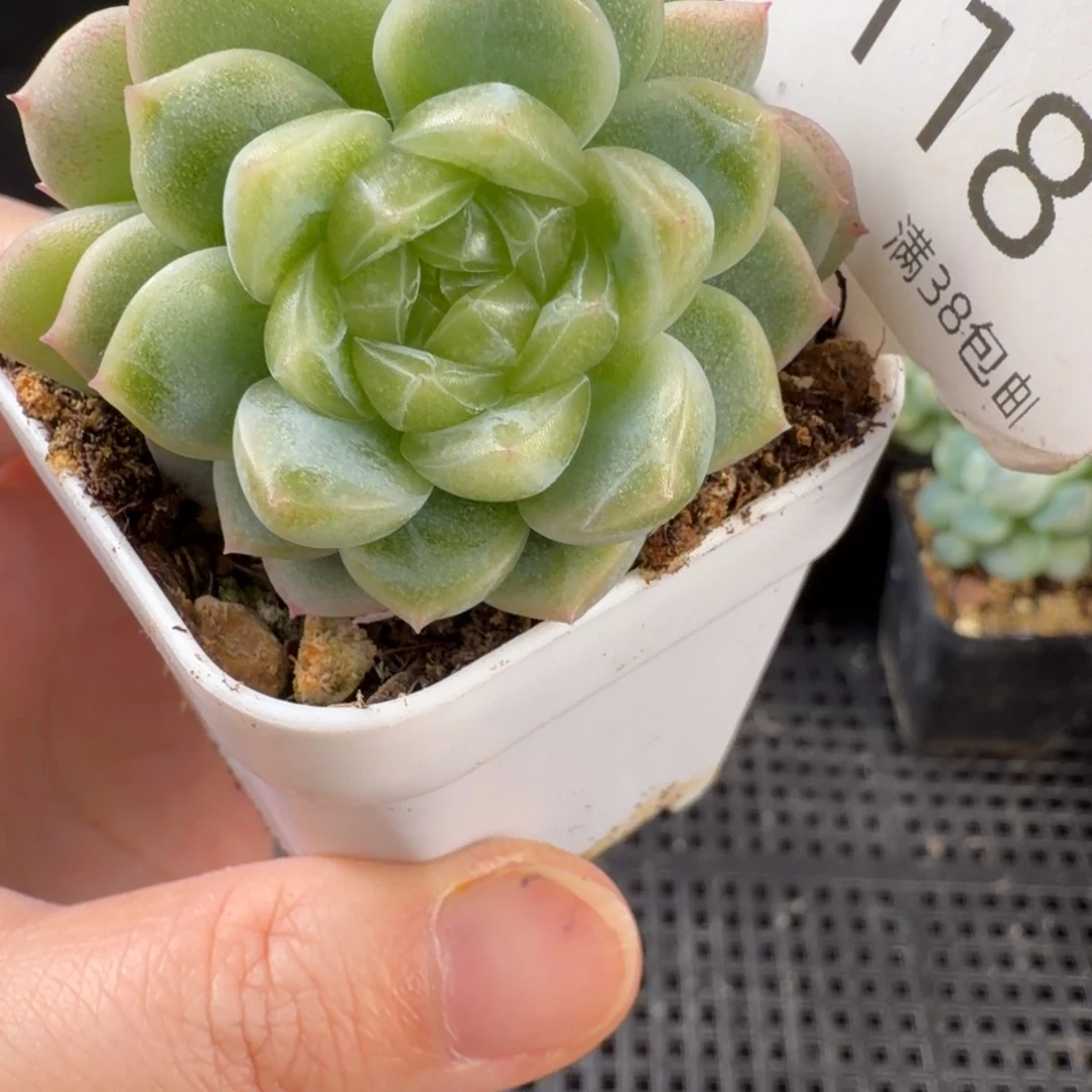 珍妮双头一颗118号