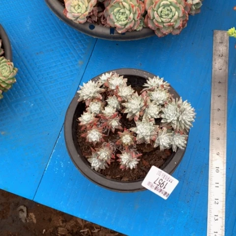 没**字1957白菊多肉