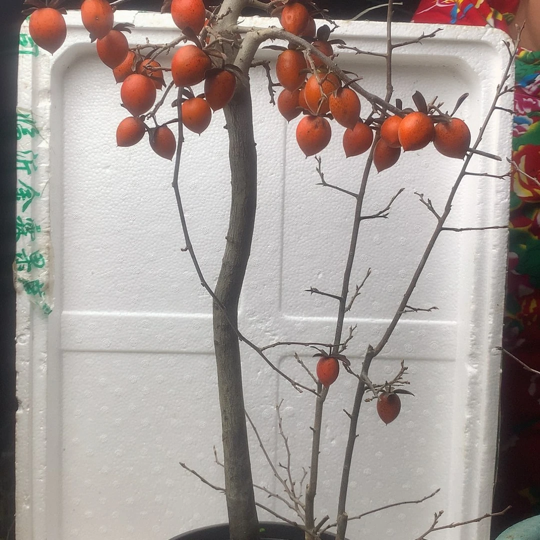 回***国无花朵老鸦的眼睛里