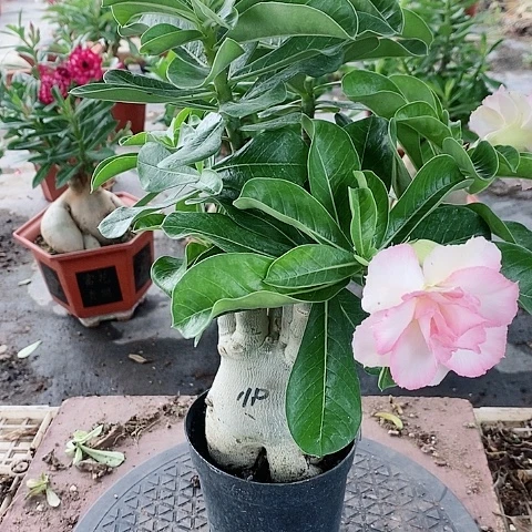 【闪购商品】无花朵?****?