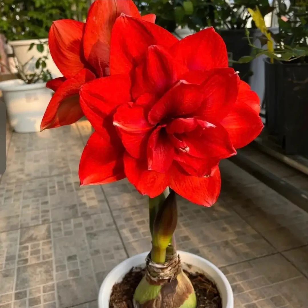 ［买二送一5-6公分左右］现货进口大花重瓣朱顶红盆栽，地栽都可以！