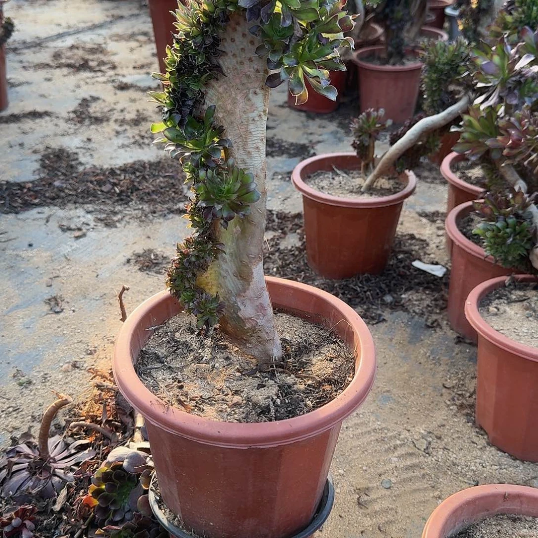 436黑法师一颗有伤满28包邮