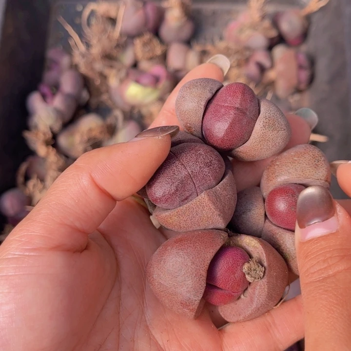 四颗紫蒂玉88888888888