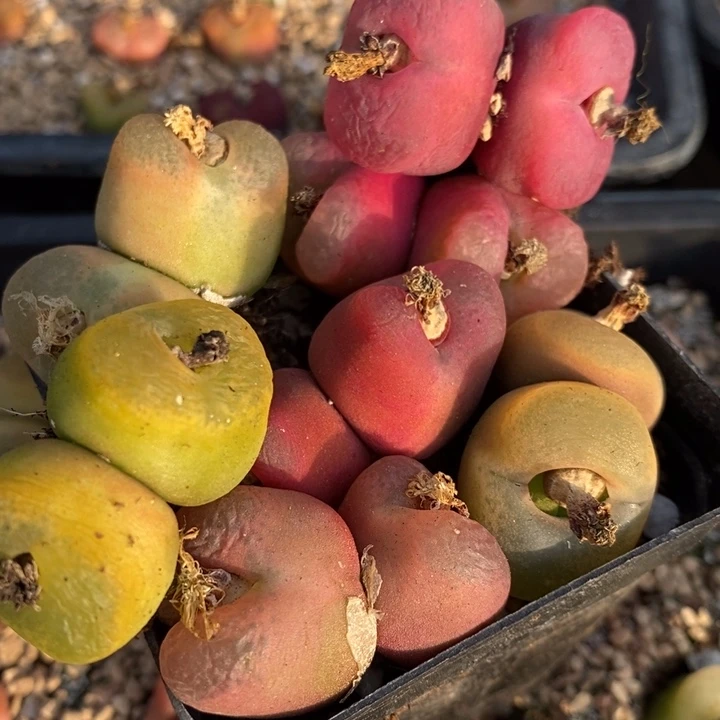 29177有伤一组一组