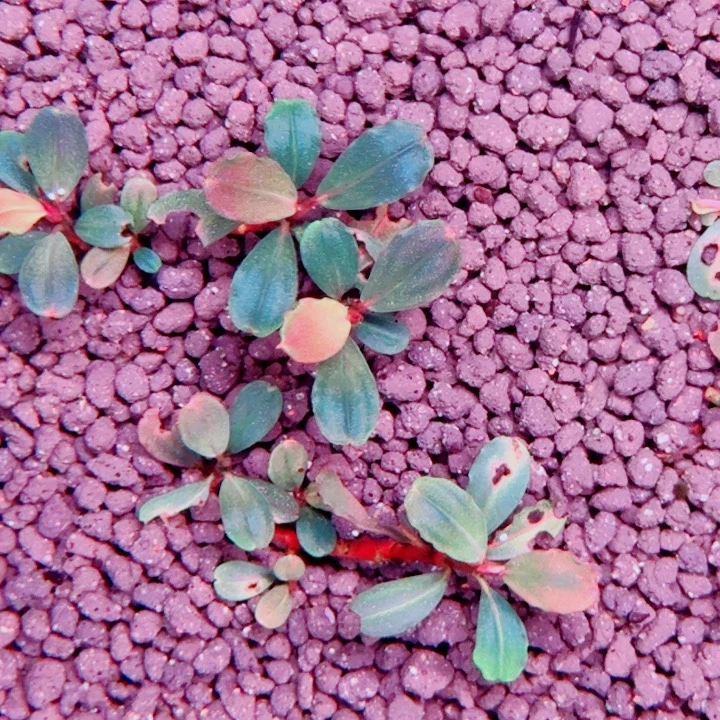 无花朵福利价显摆一头植物