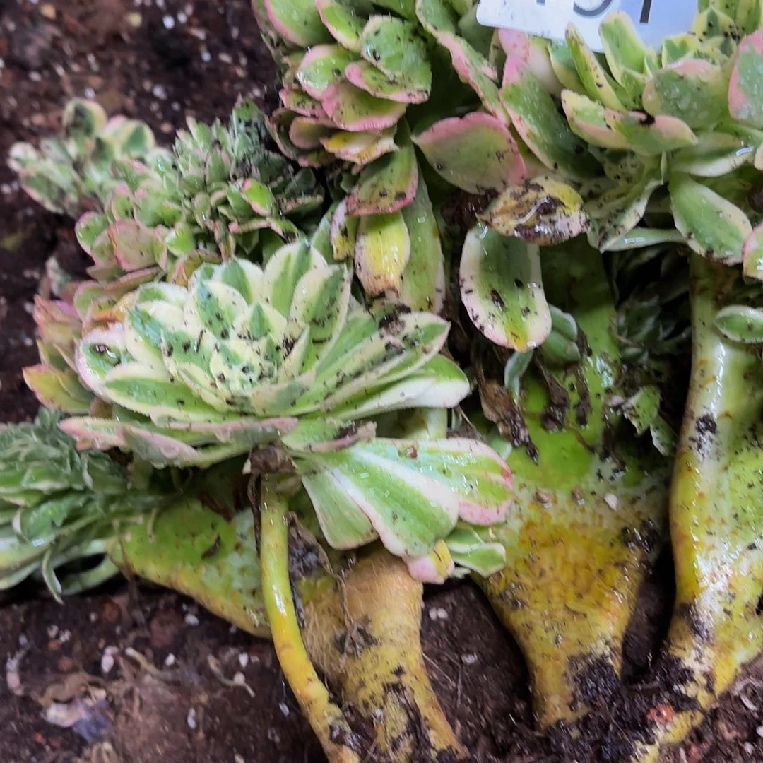 凤*?多肉植物福利191