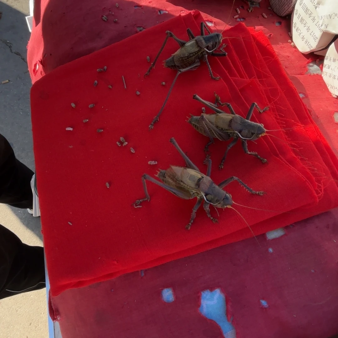 爱***人蝈蝈蝈蝈福福价格