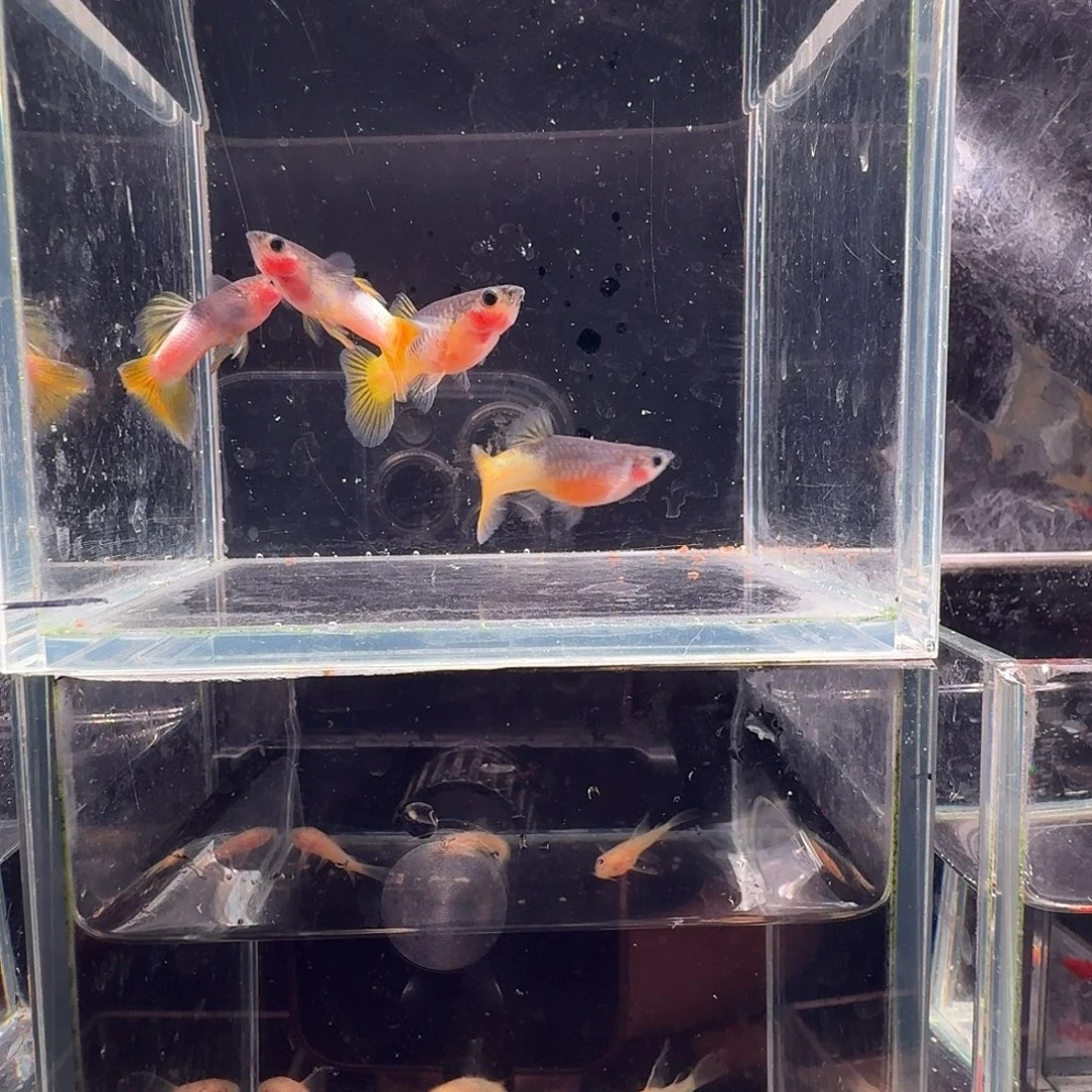 孔雀鱼粉猫2对孔雀鱼